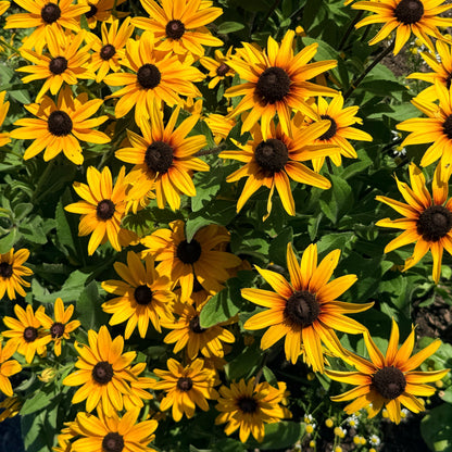 Campfire Rudbeckia