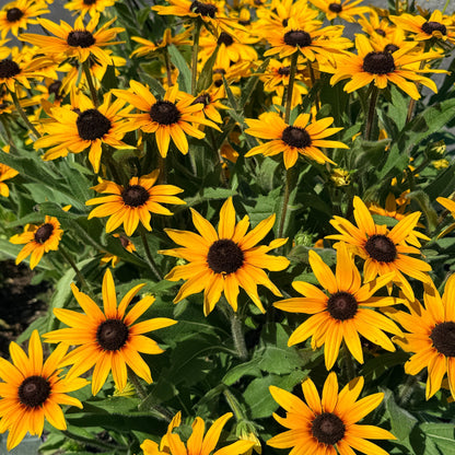 Campfire Rudbeckia
