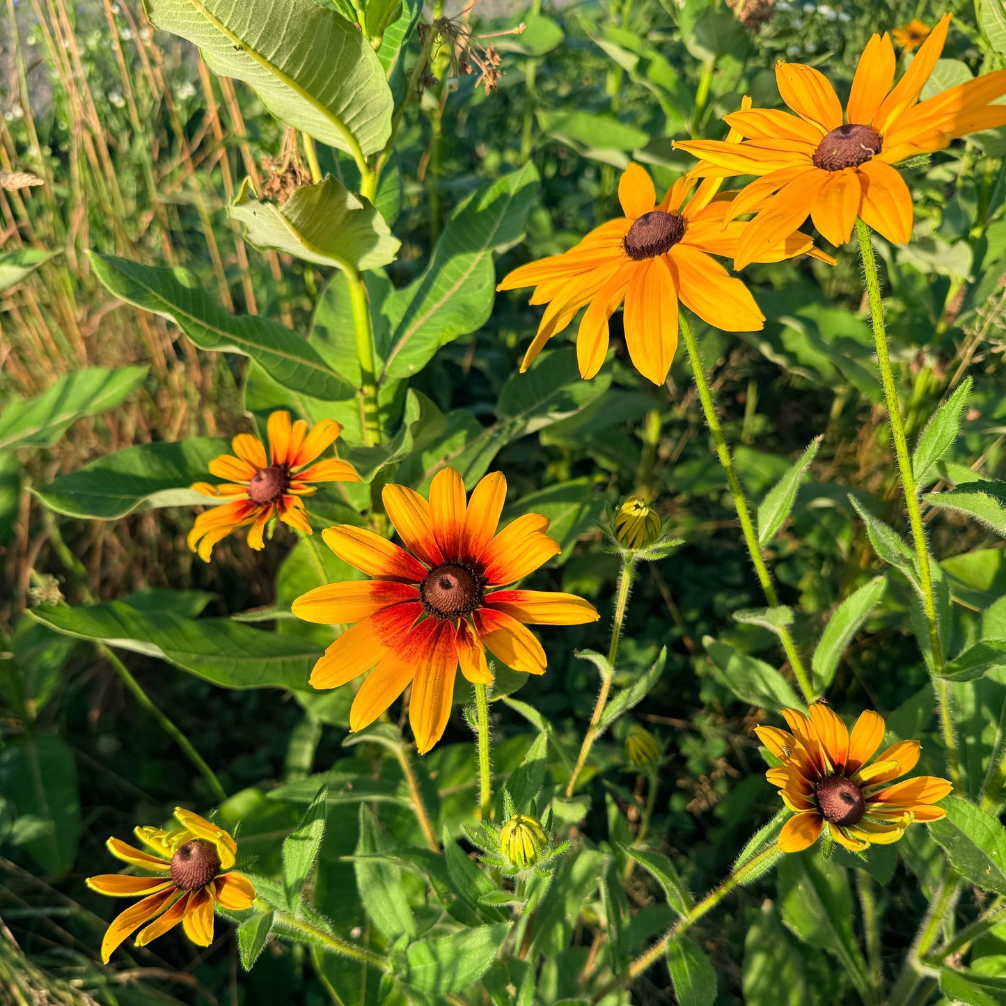 Campfire Rudbeckia