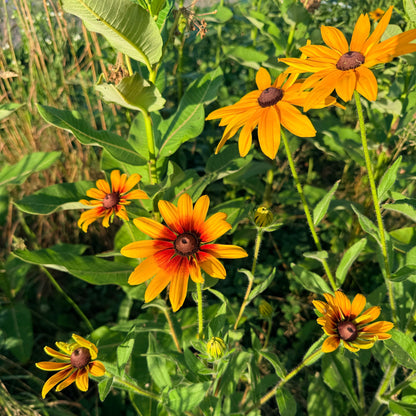 Campfire Rudbeckia