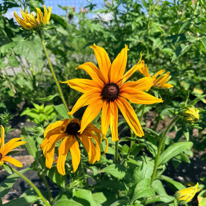 Campfire Rudbeckia