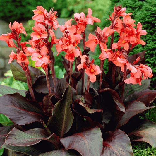 Angelique Canna – spring-planted flower bulb