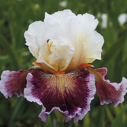 Bearded Iris 'Care to Dance' – fall-planted flower bulb