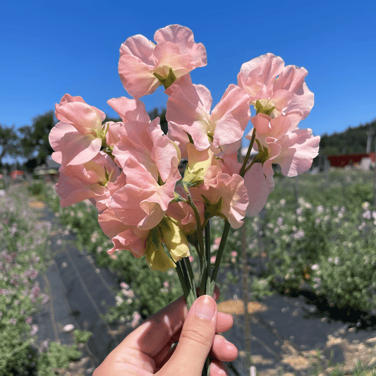 Castlewellan Sweet Pea – flower seed variety