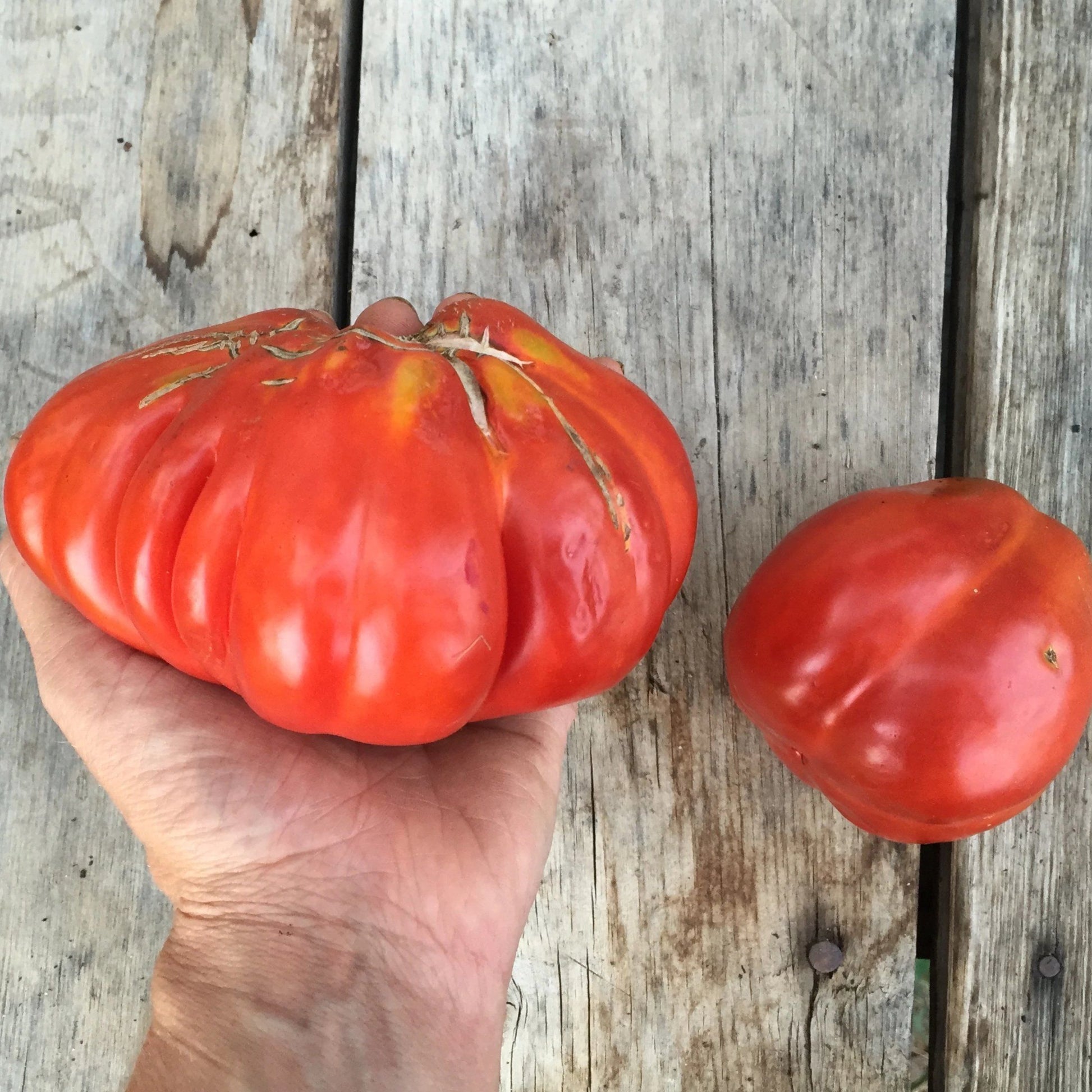 Cesare's Canestrino di Lucca Tomato vendor-unknown