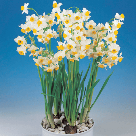 Paperwhite 'Sacred Lily' – flowers product