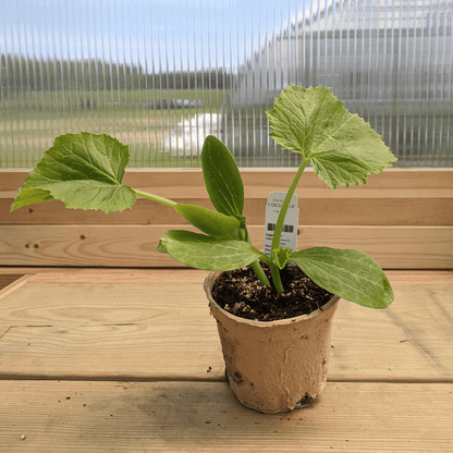 Cocozelle Zucchini Seedlings