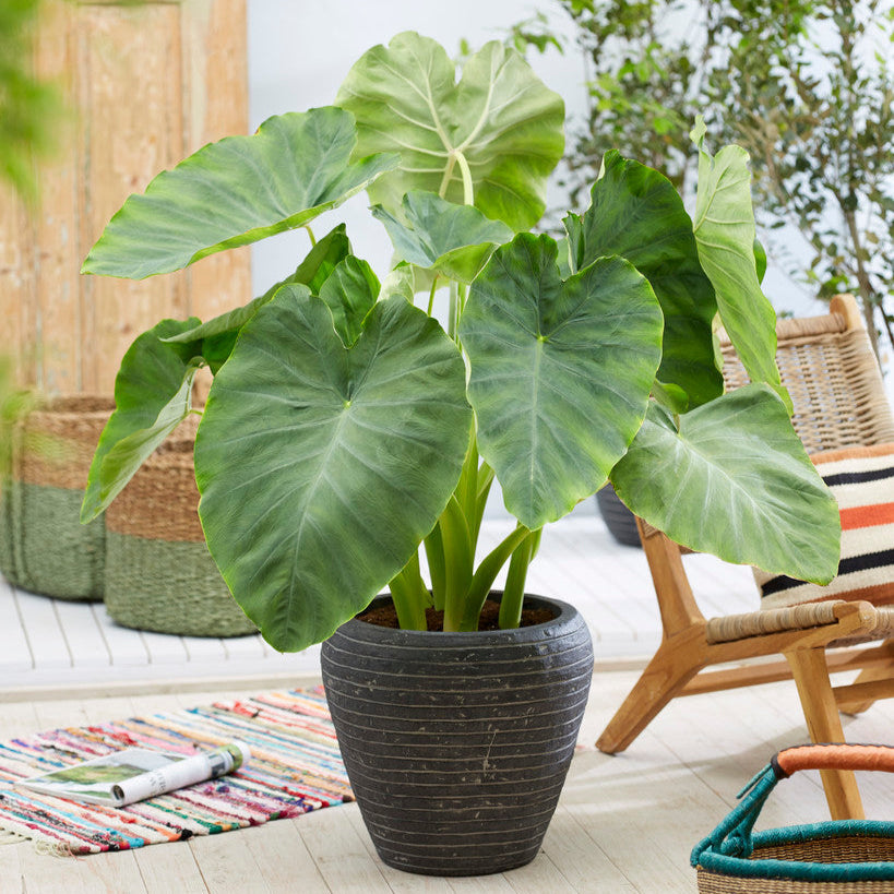 Elephant Ears 'Coco'