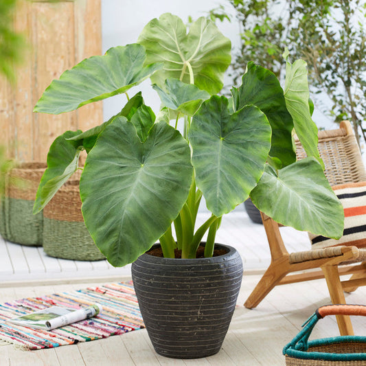 Elephant Ears 'Coco' – spring-planted flower bulb