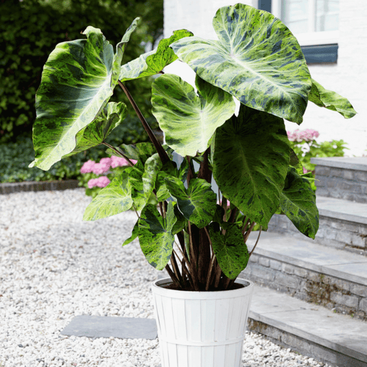 Elephant Ears 'Mojito' – spring-planted flower bulb