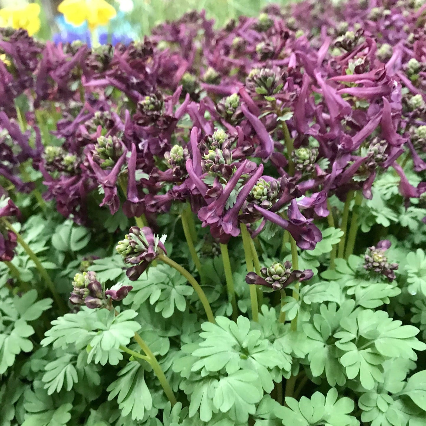 Corydalis solida 'Purple Bird'