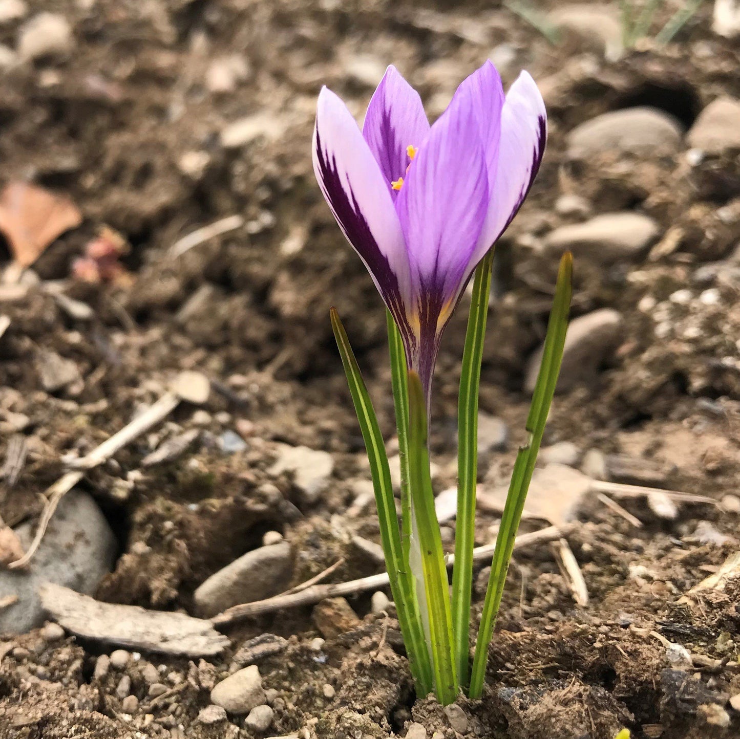 Crocus minimus "Spring Beauty" vendor-unknown