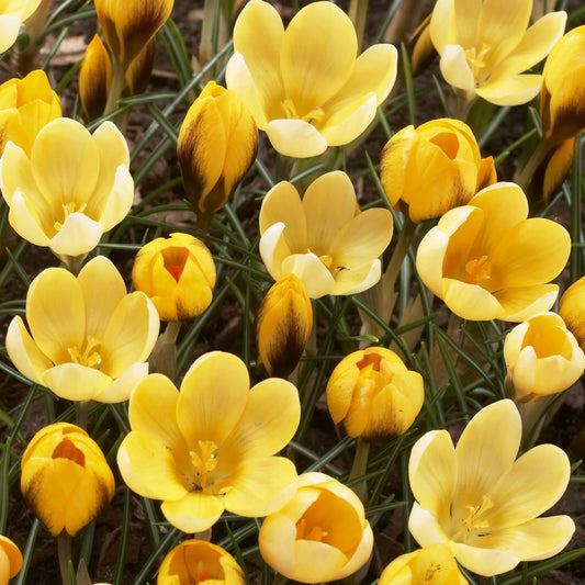 Crocus chrysanthus 'Goldilocks' – fall-planted flower bulb