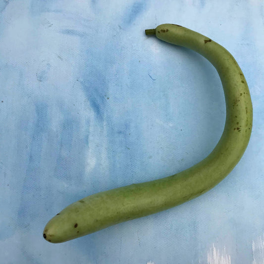 Cucuzzi Gourd – vegetable seed variety