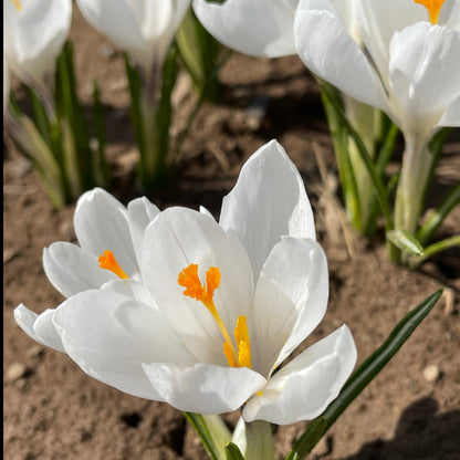 Dutch Large Flowering Crocus 'Jeanne d'Arc'