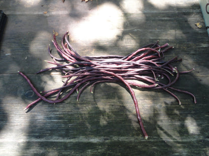 Red Noodle Pole Bean