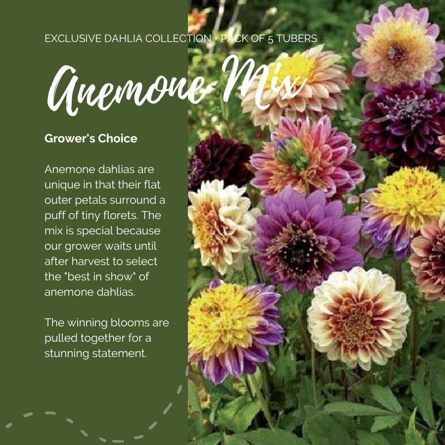 A graphic showing the individual contents of the Anemone Mix with a close up of a bouquet next to it.
