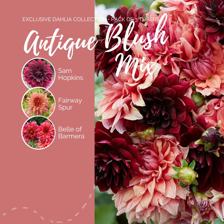 A graphic showing the individual contents of the Antique Blush Mix with a close up of a bouquet next to it.
