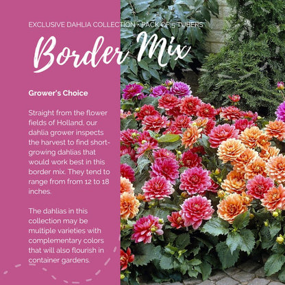A graphic showing the individual contents of the Border Mix with a close up of a bouquet next to it.