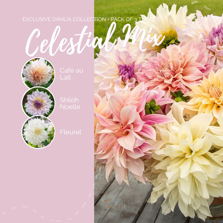 A graphic showing the individual contents of the Celestial Mix with a close up of a bouquet next to it.
