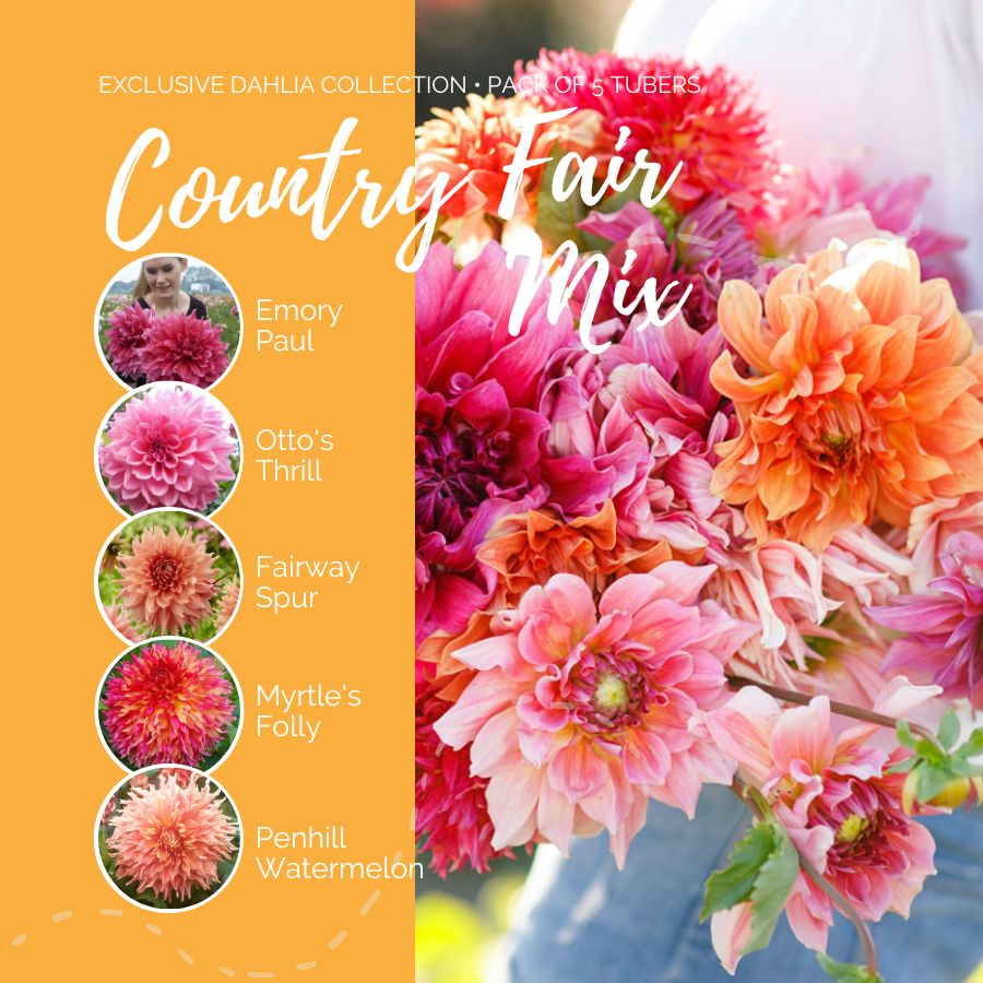 A graphic showing the individual contents of the Country Fair Mix with a close up of a bouquet next to it.