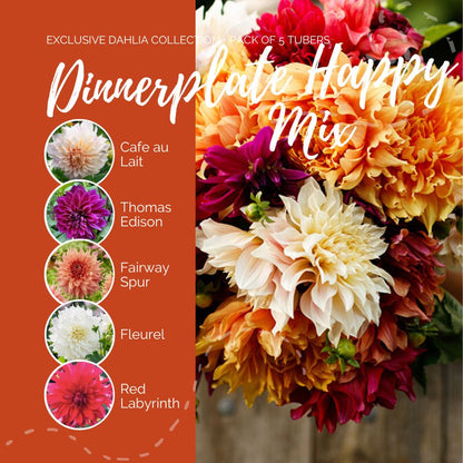 A graphic showing the individual contents of the Dinnerplate Happy Mix with a close up of a bouquet next to it.