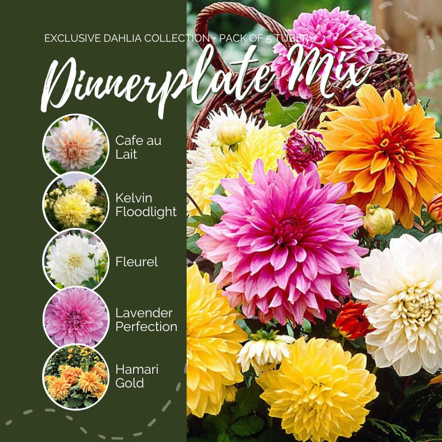 A graphic showing the individual contents of the Dinnerplate Mix with a close up of a bouquet next to it.