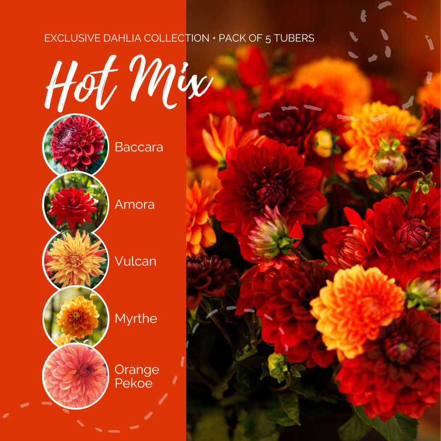 A graphic showing the individual contents of the Hot Mix with a close up of a bouquet next to it.