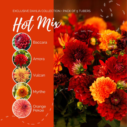 A graphic showing the individual contents of the Hot Mix with a close up of a bouquet next to it.