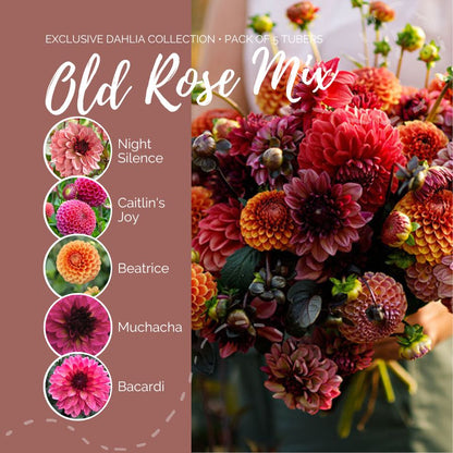 A graphic showing the individual contents of the Old Rose Mix with a close up of a bouquet next to it.
