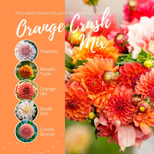 A graphic showing the individual contents of the Orange Crush Mix with a close up of a bouquet next to it.
