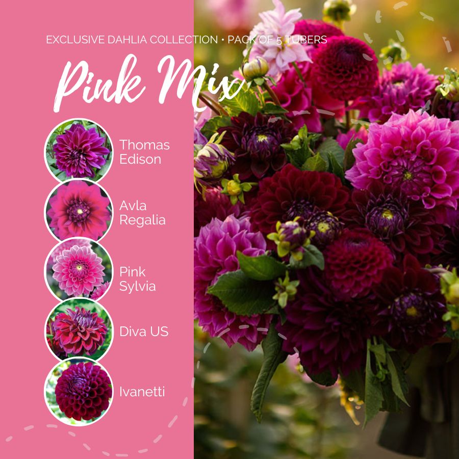 A graphic showing the individual contents of the Pink Mix with a close up of a bouquet next to it.