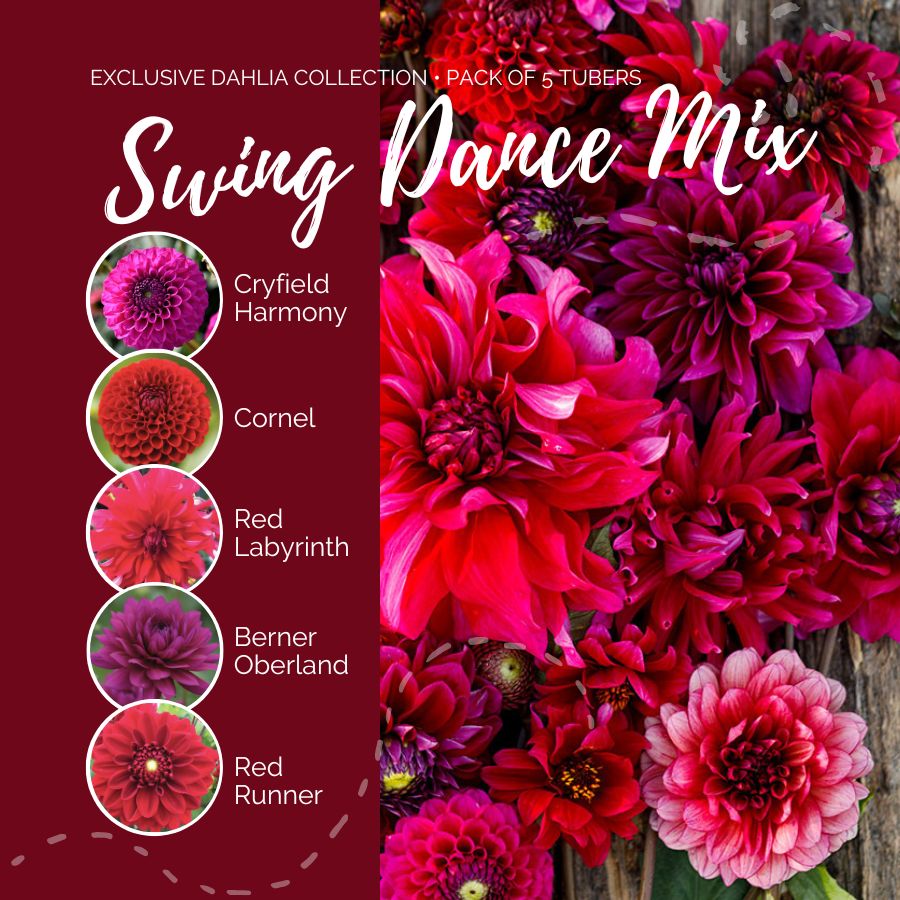 A graphic showing the individual contents of the Swing Dance Mix with a close up of a bouquet next to it.