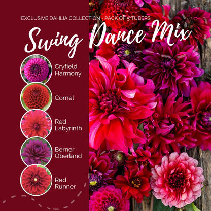 A graphic showing the individual contents of the Swing Dance Mix with a close up of a bouquet next to it.