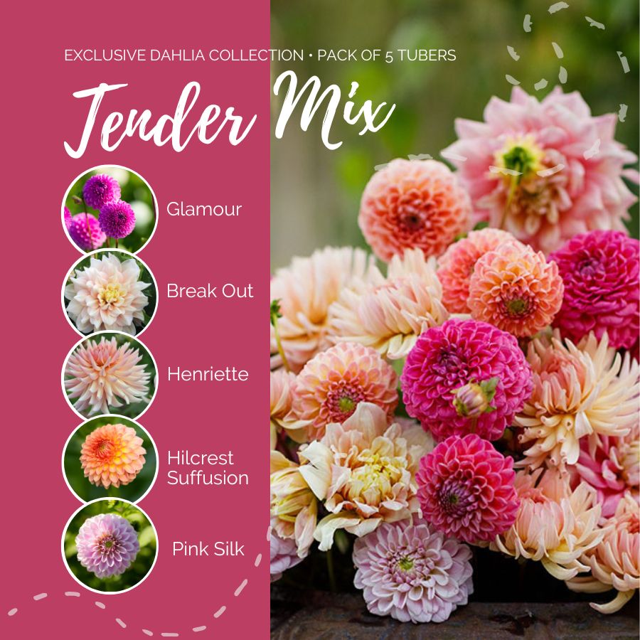 A graphic showing the individual contents of the Tender Mix with a close up of a bouquet next to it.
