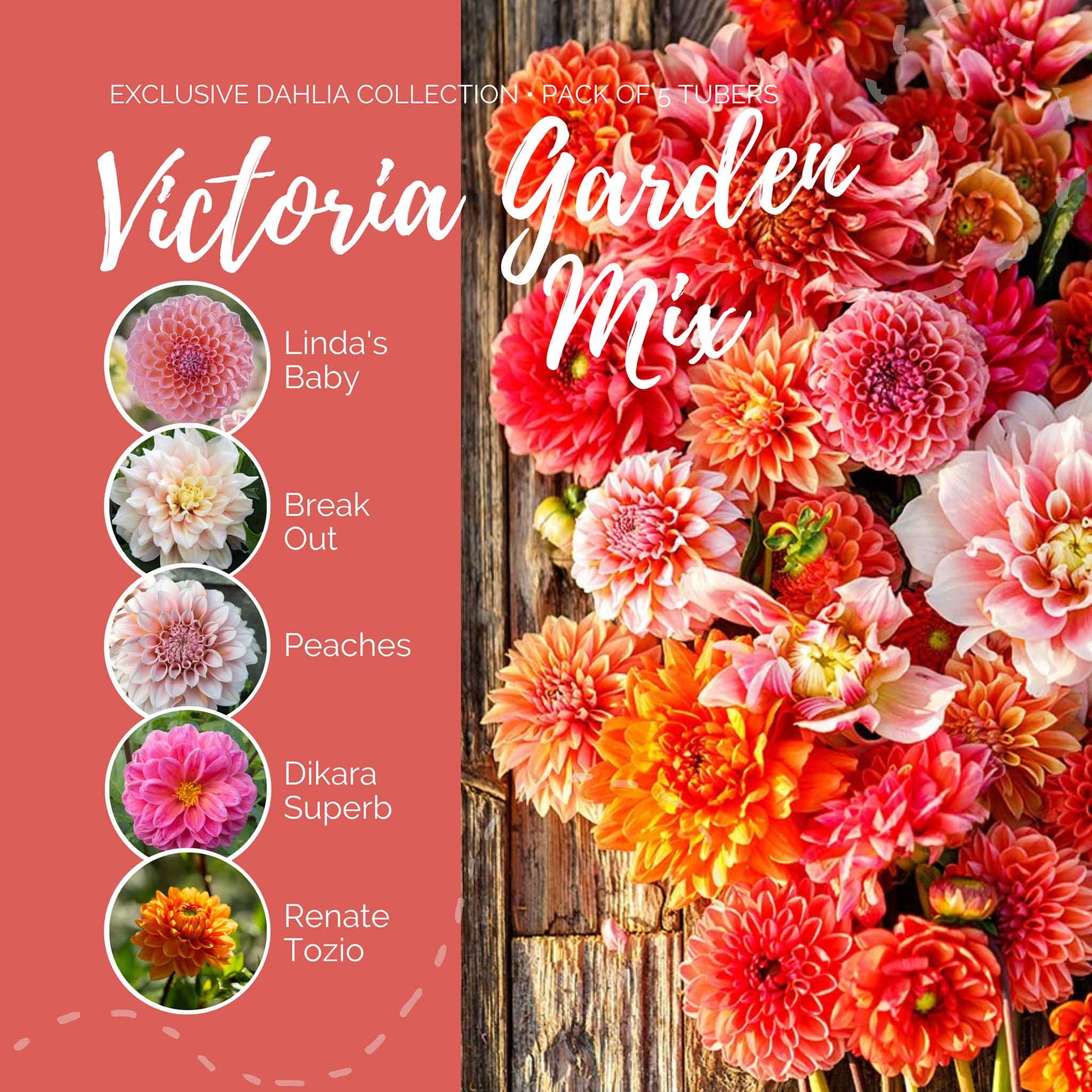 A graphic showing the individual contents of the Victoria Garden Mix with a close up of a bouquet next to it.