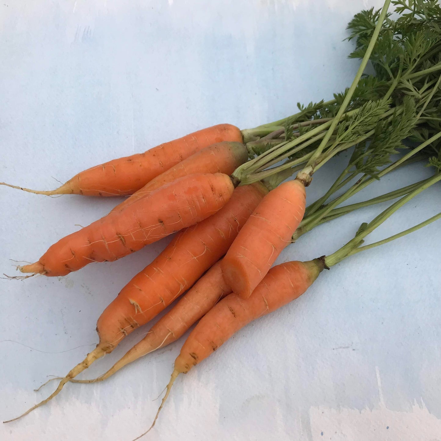 Danvers Carrot vendor-unknown