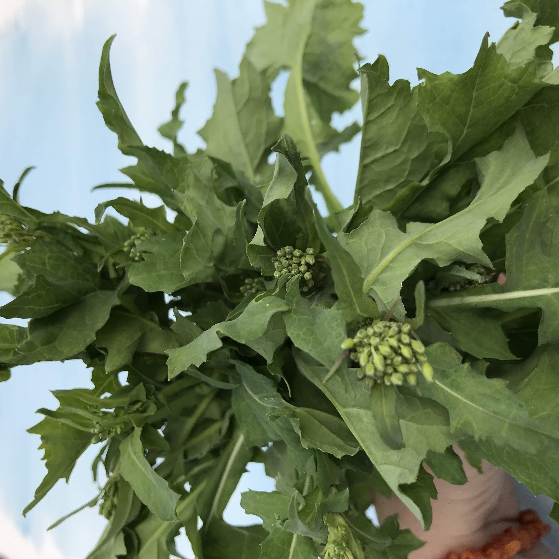 Deitrich's Wild Broccoli Raab vendor-unknown