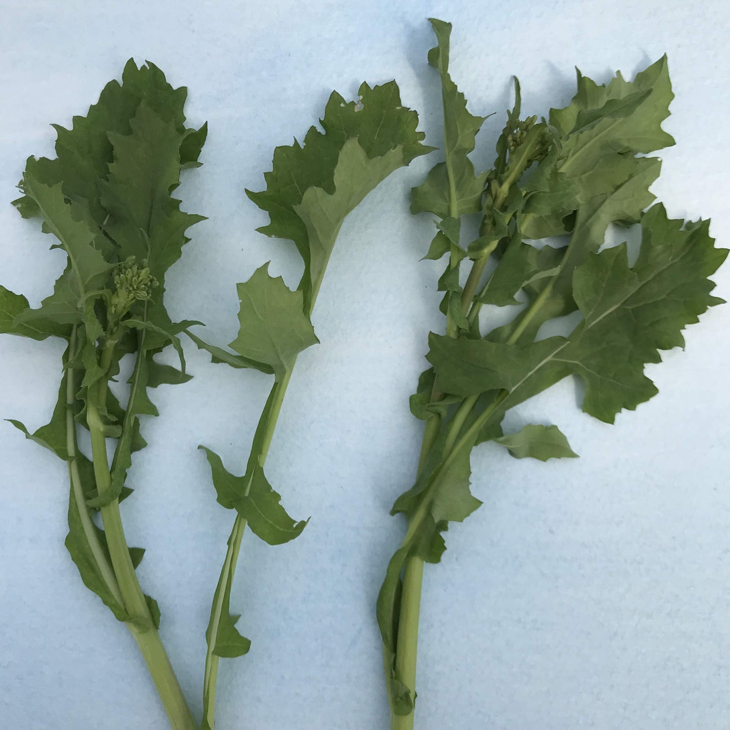 Deitrich's Wild Broccoli Raab vendor-unknown