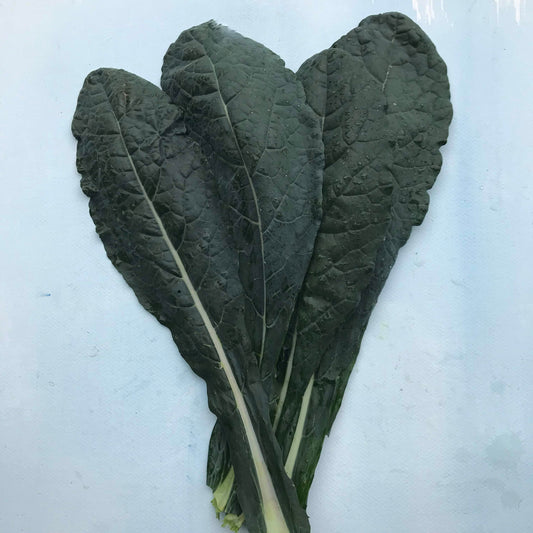Dino Kale – vegetable seed variety