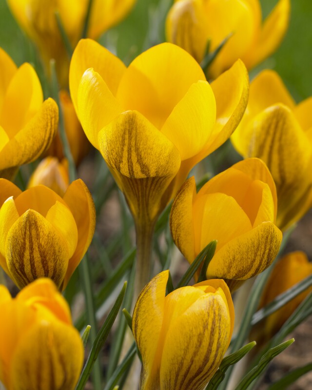 Crocus chrysanthus 'Dorothy'