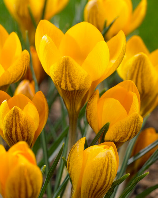 Crocus chrysanthus 'Dorothy' – fall-planted flower bulb