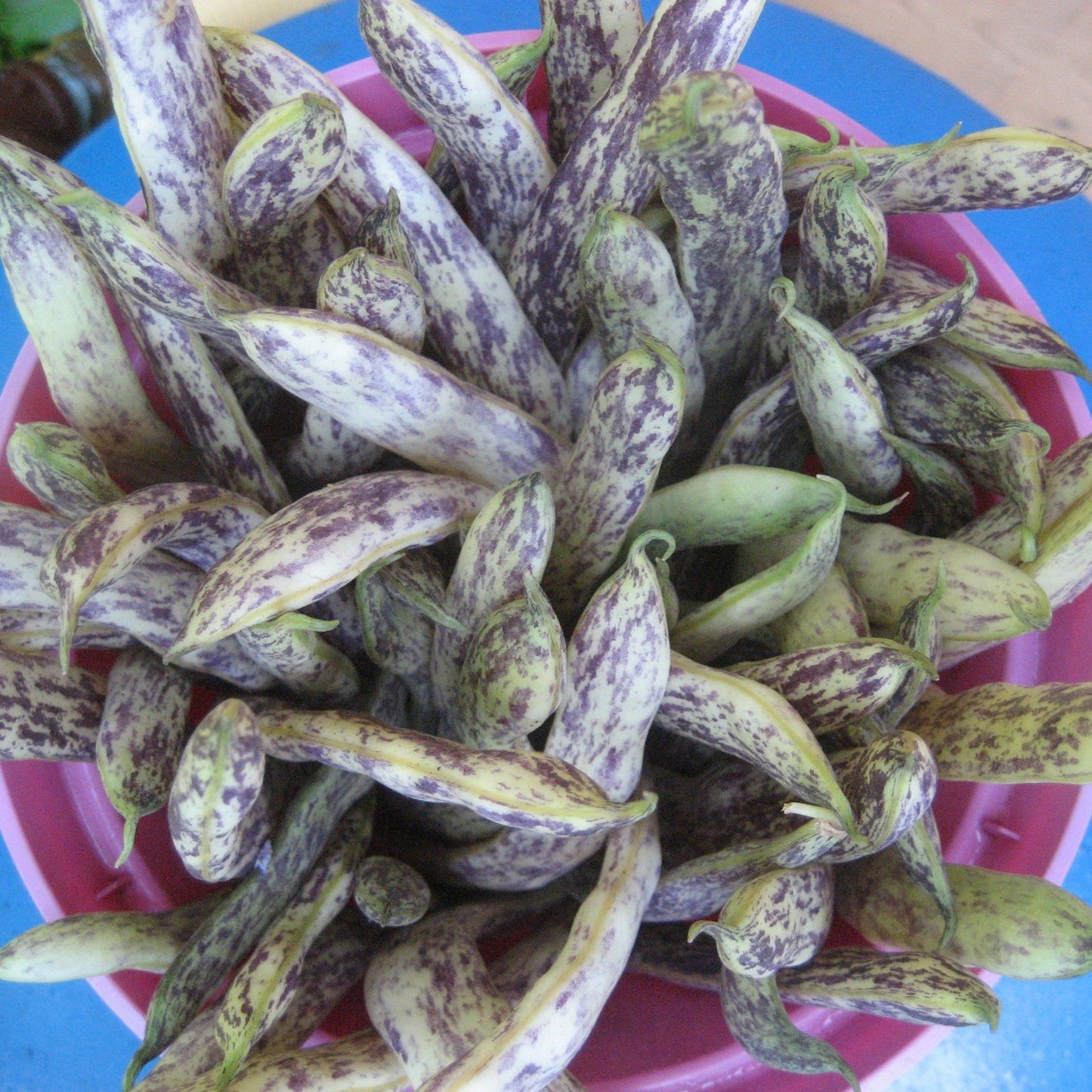 Dragon's Tongue Bean vendor-unknown
