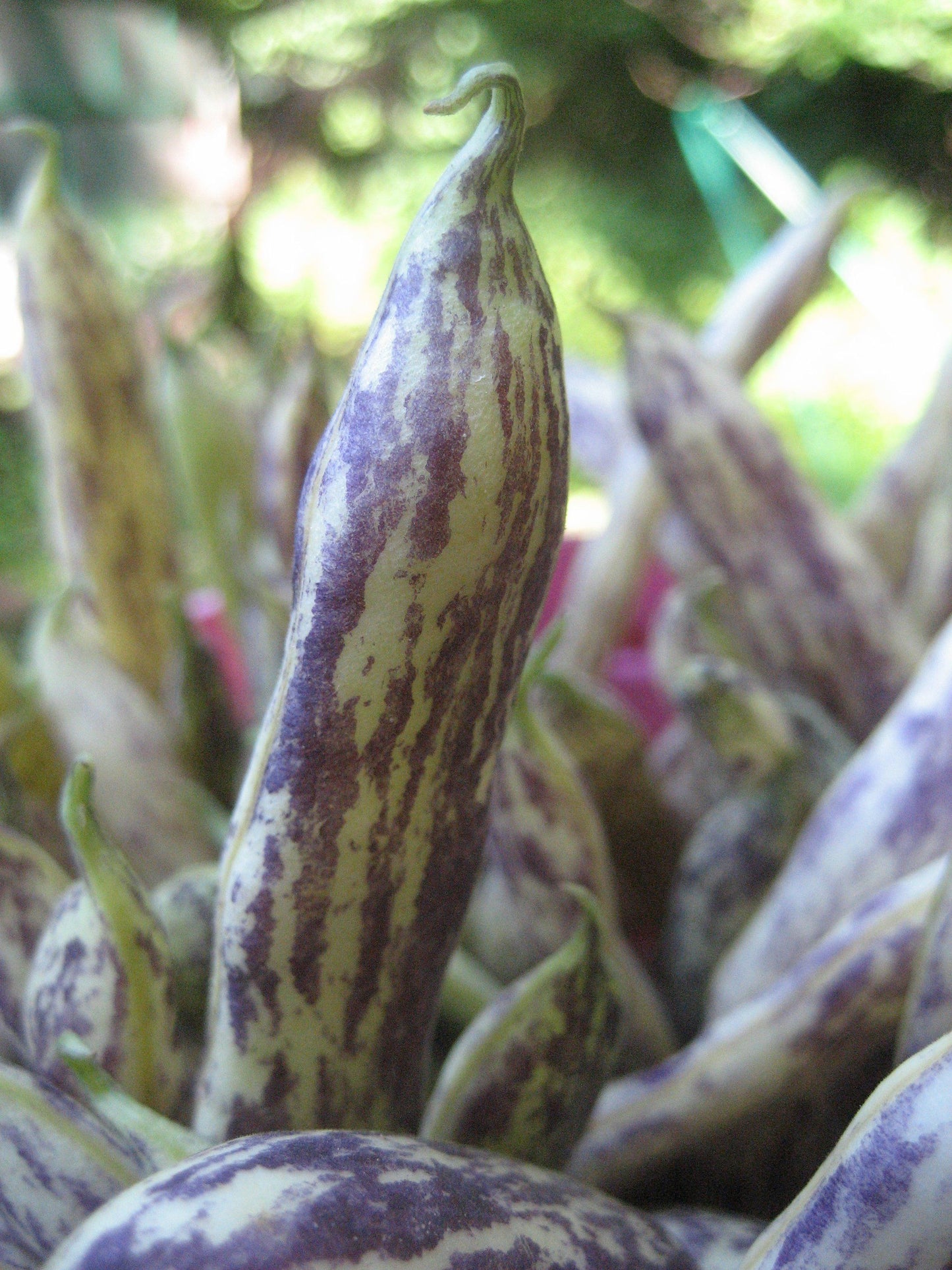 Dragon's Tongue Bean vendor-unknown