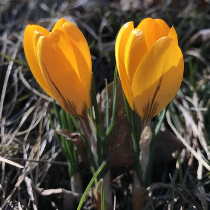 Dutch Large Flowering Crocus "Golden Yellow" vendor-unknown