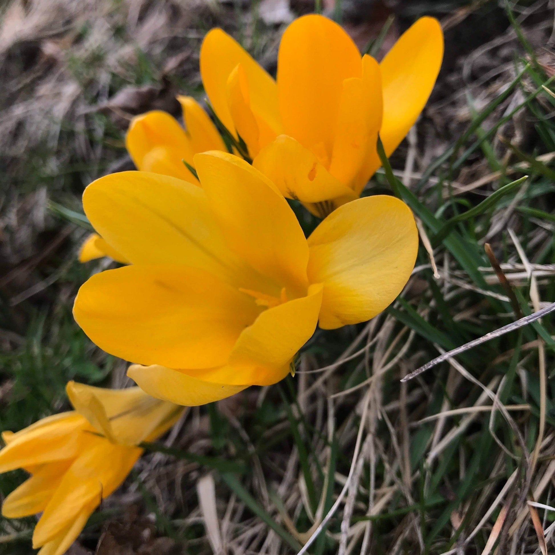 Dutch Large Flowering Crocus "Golden Yellow" vendor-unknown