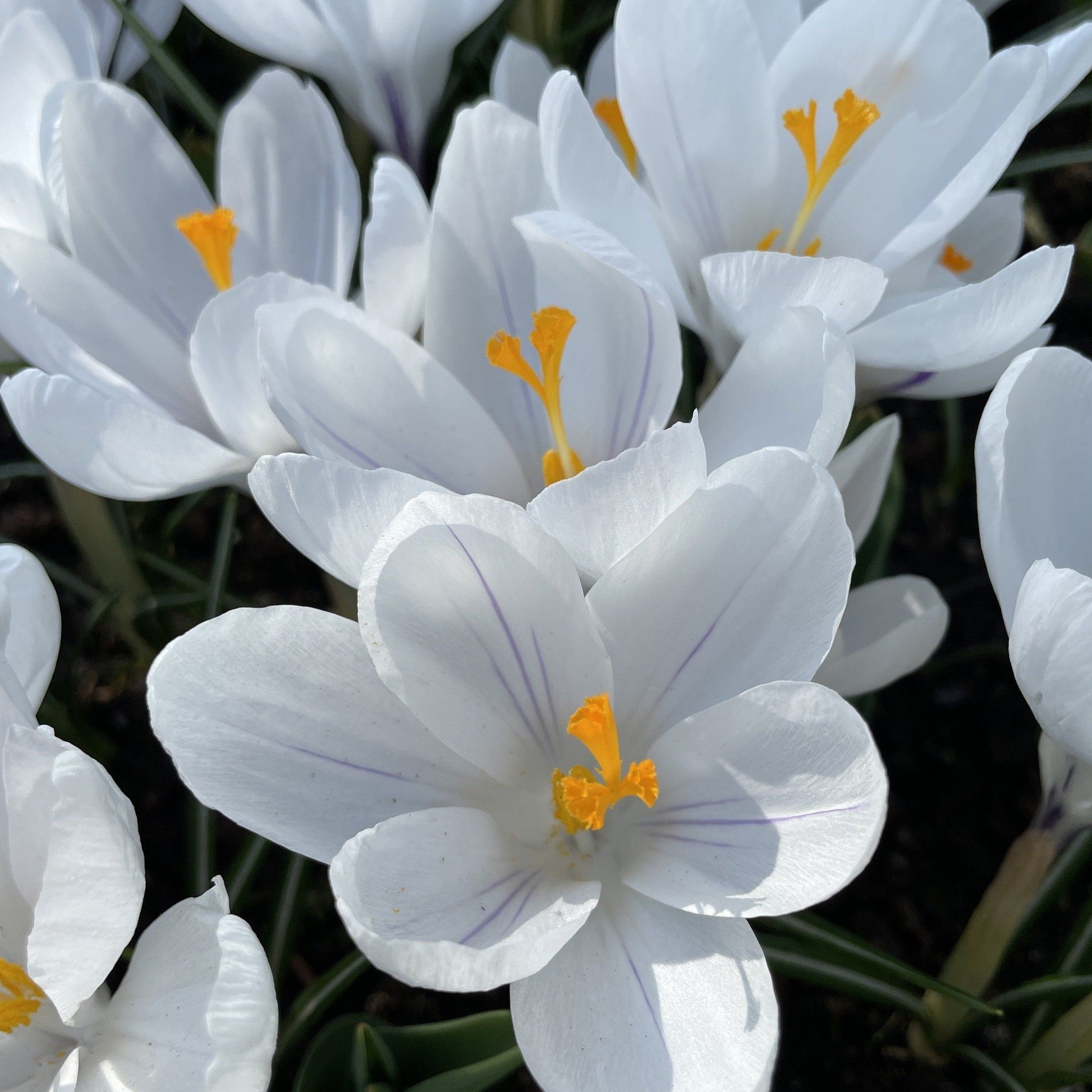 Dutch Large Flowering Crocus "Jeanne d'Arc" vendor-unknown