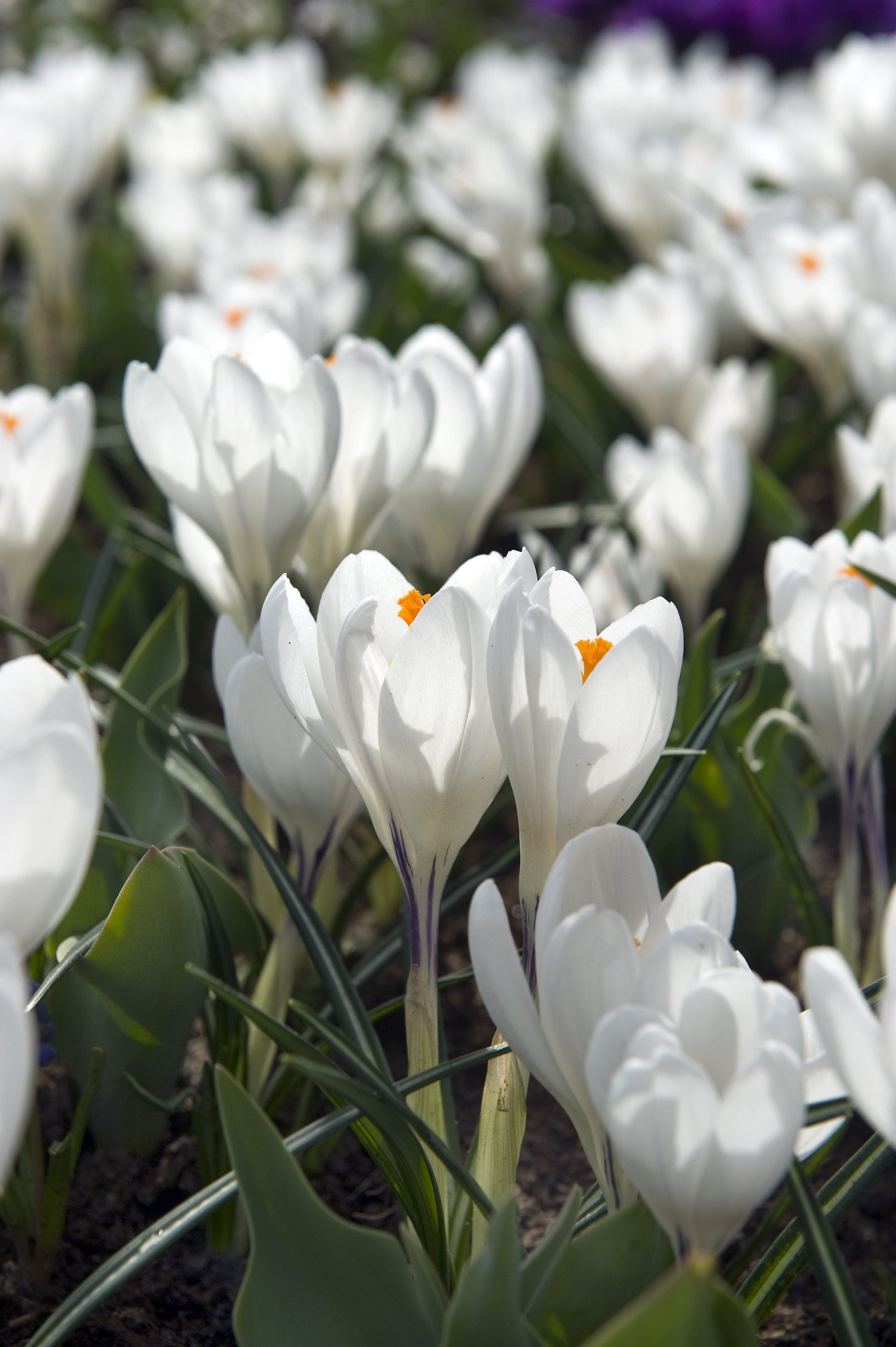 Dutch Large Flowering Crocus "Jeanne d'Arc" vendor-unknown