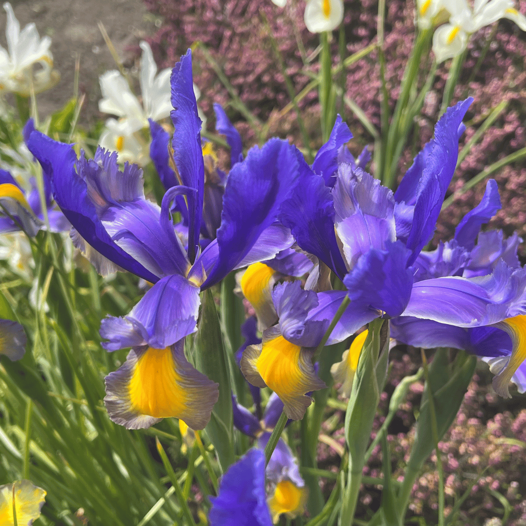 Dutch Iris 'Miss Saigon'