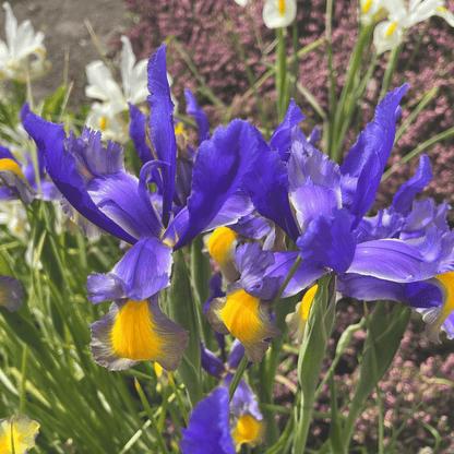Dutch Iris 'Miss Saigon'